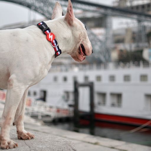 Dashi stripes collar de poli&eacute;ster rojo y azul para perros, , large Imagen numero 3